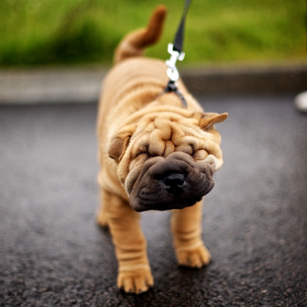 Шарпей на прогулке