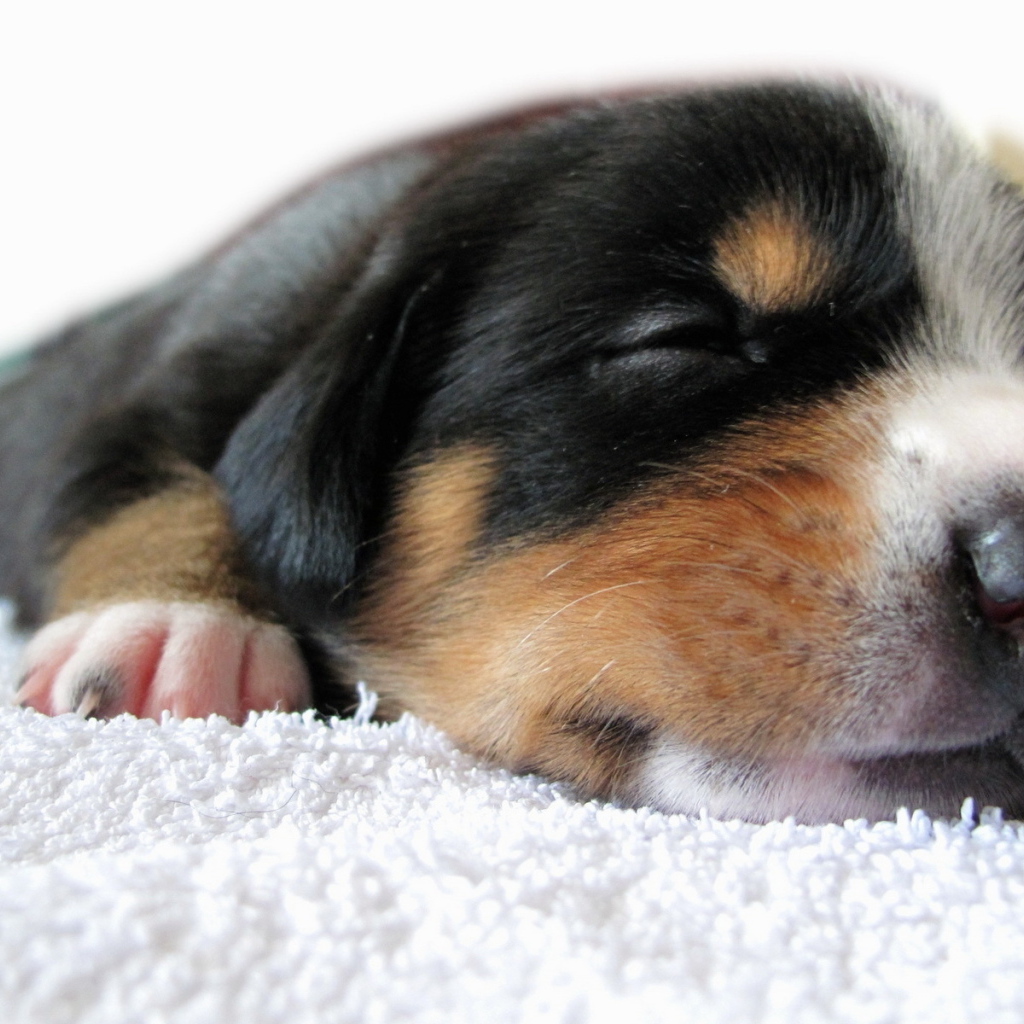 Спящий щенок