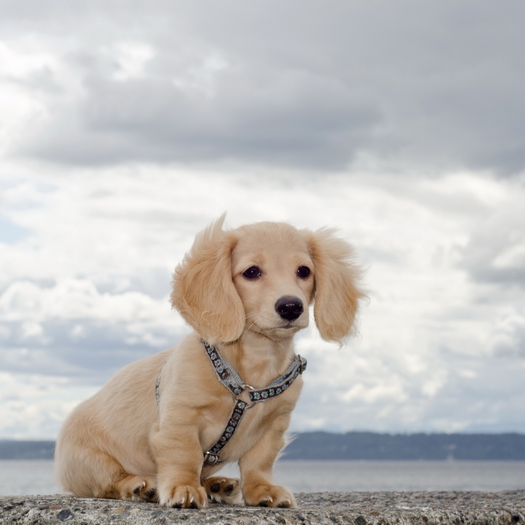 Щенок на берегу