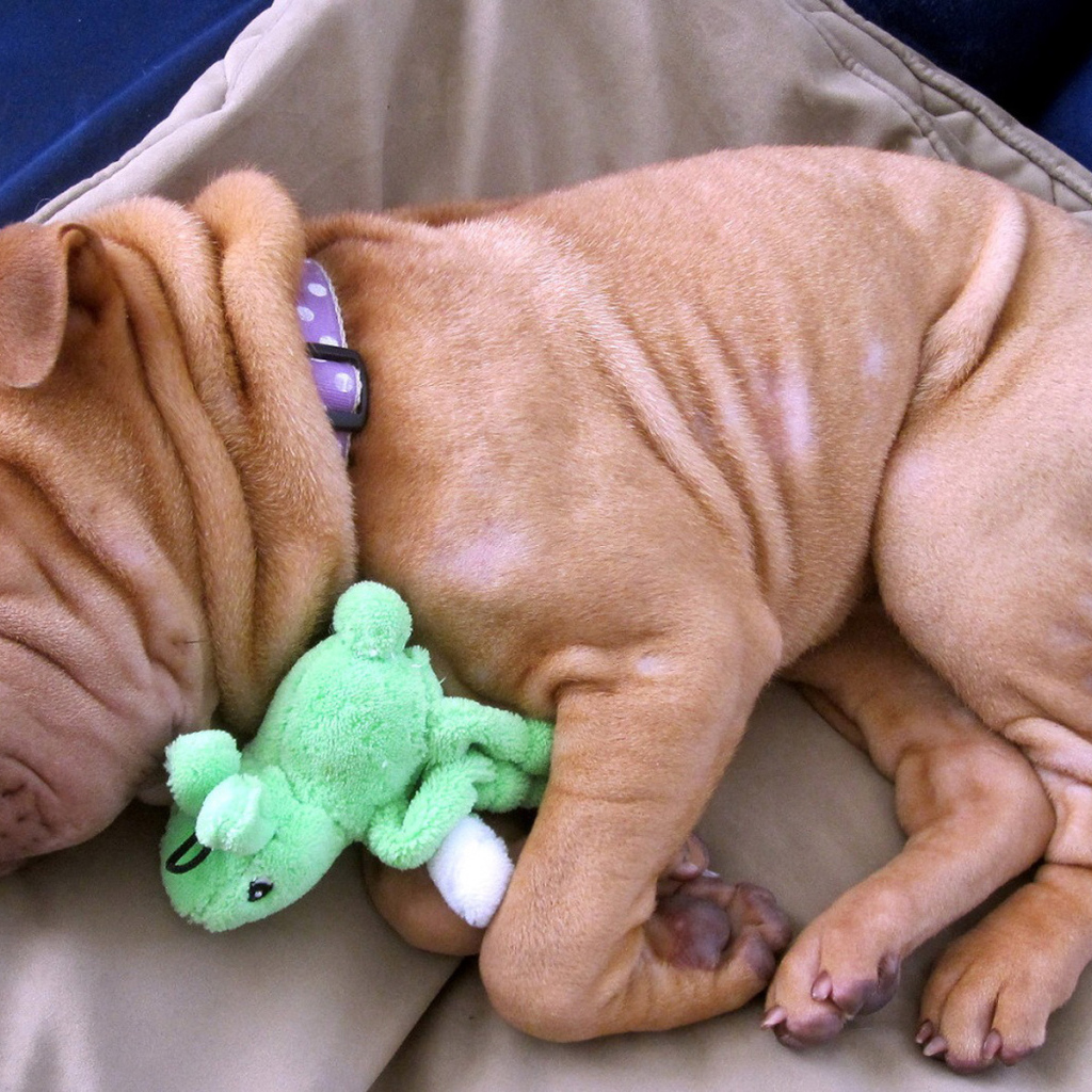 Щенок шарпея