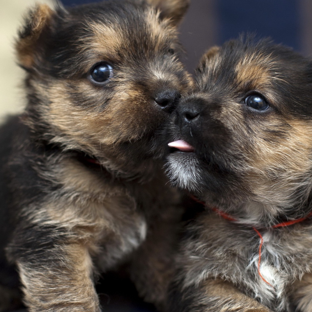 Два щенка