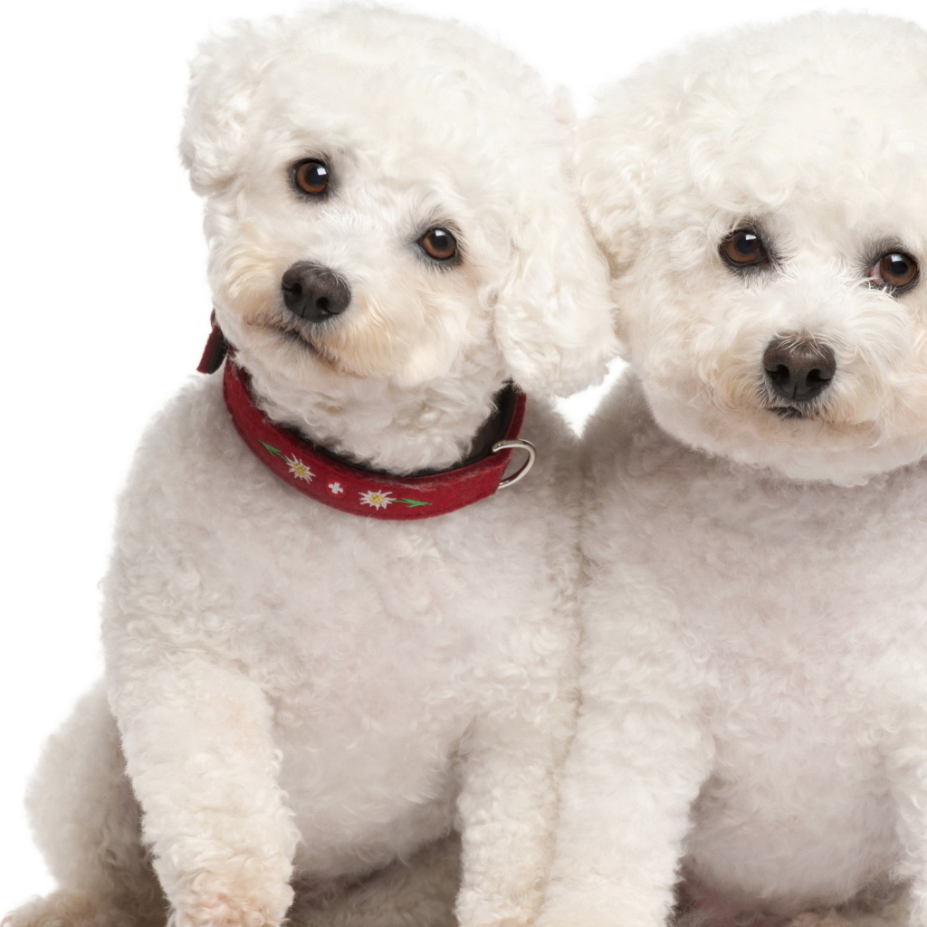 Белые щенки