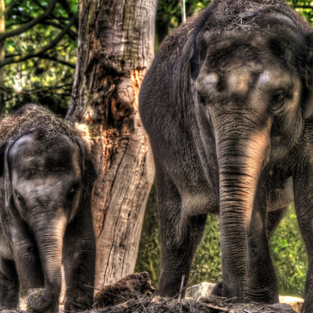 Слон и слоненок