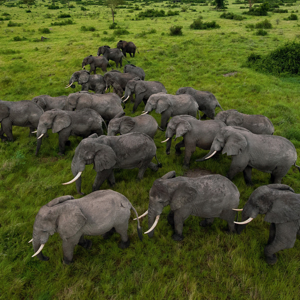 стадо Слонов