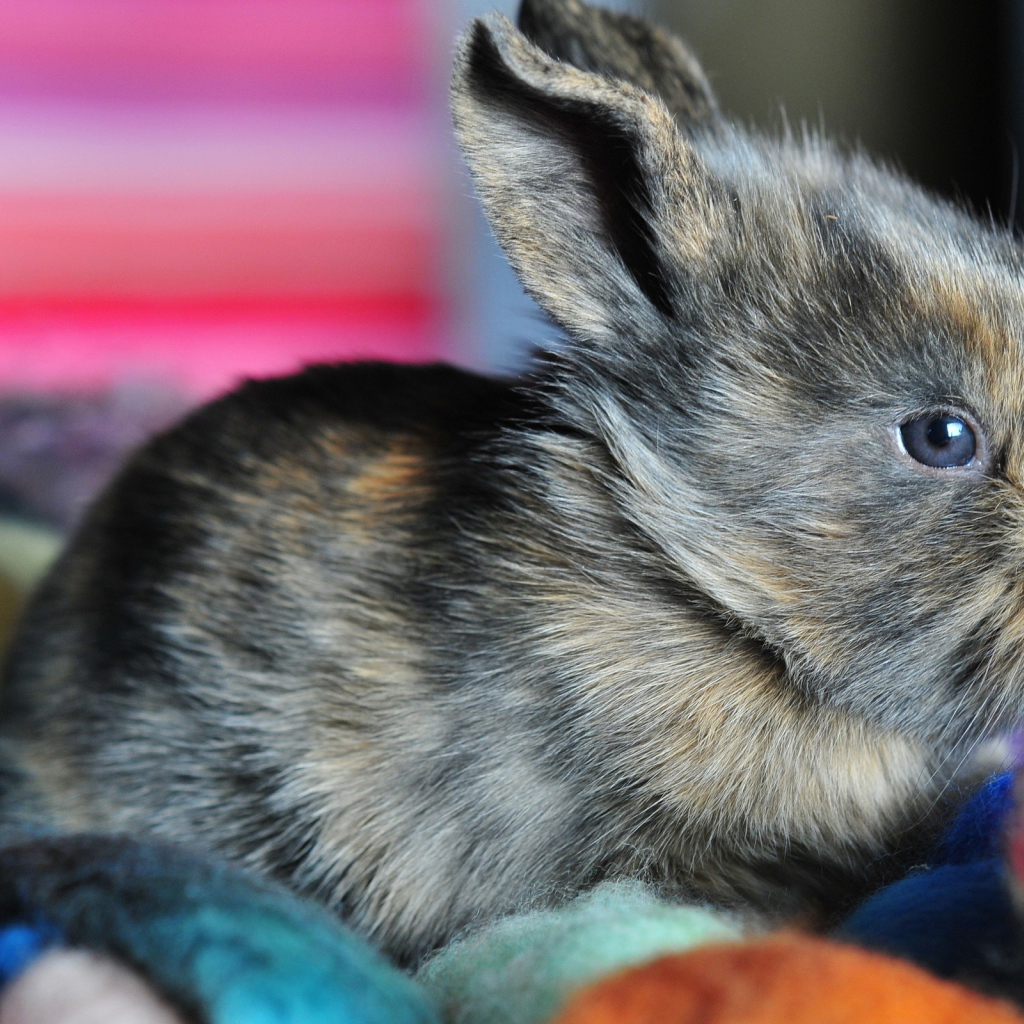 Ушастый кролик