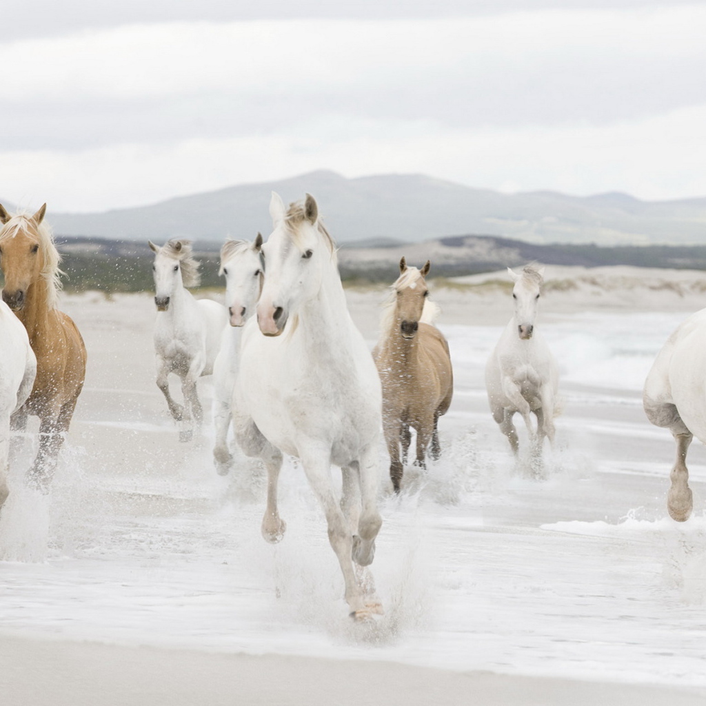 Лошадиный табун