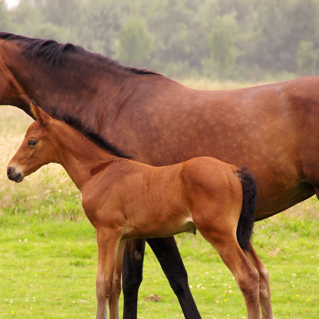 Лошадь и жеребенок