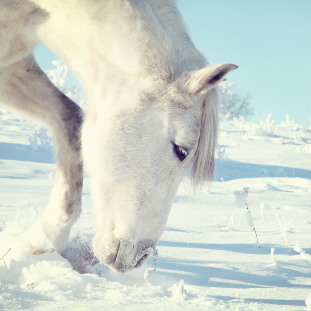 Лошадь на прогулке
