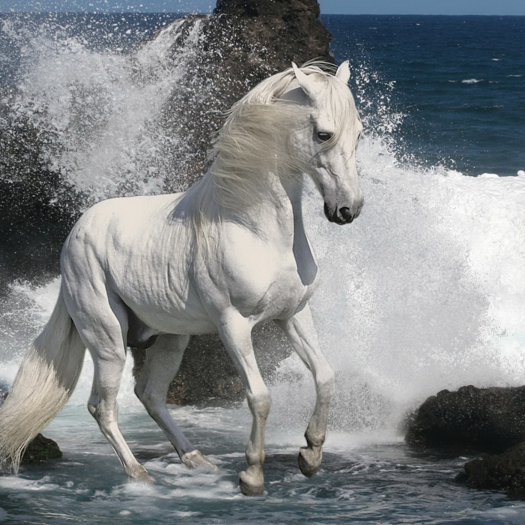 Белый жеребец