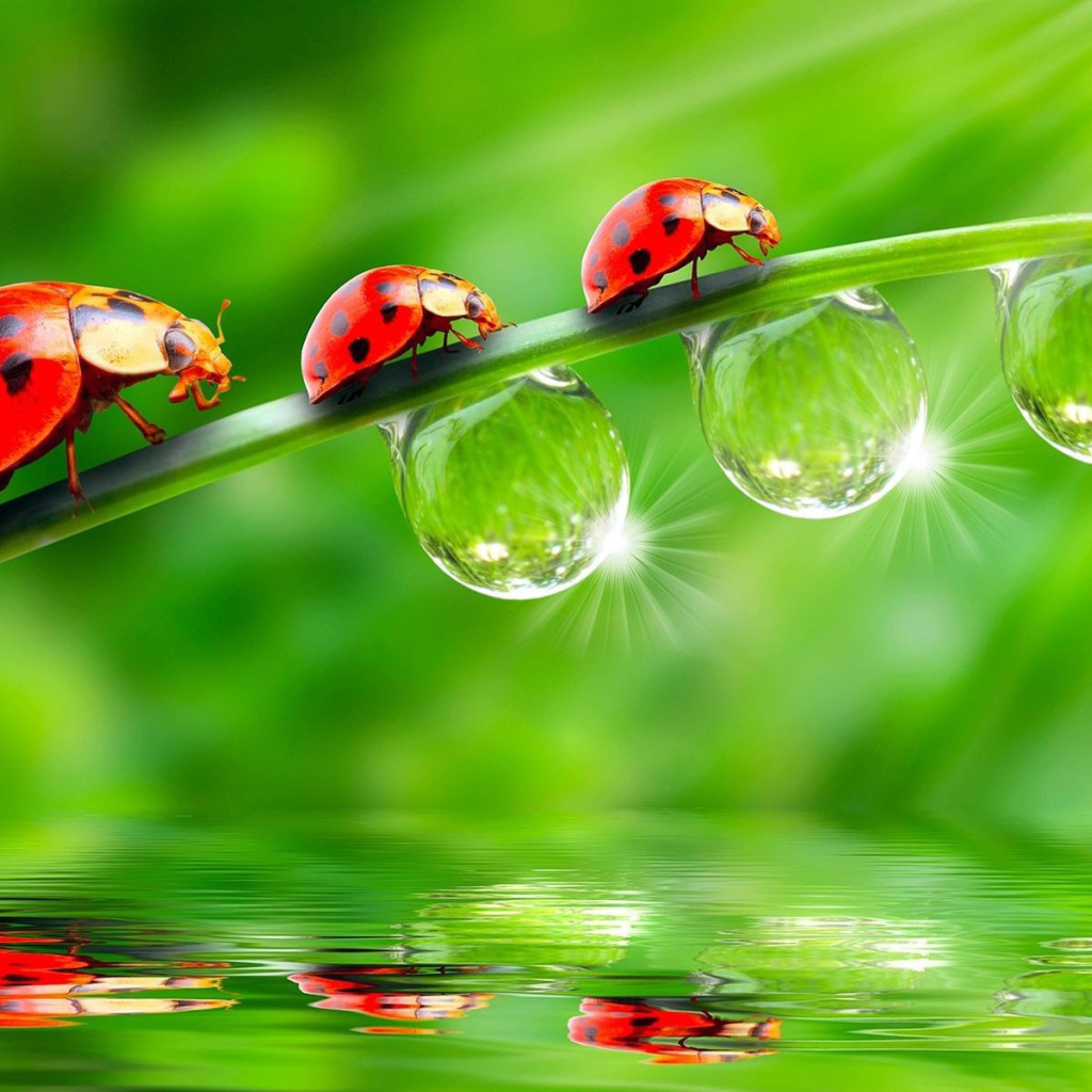 Божьи коровки