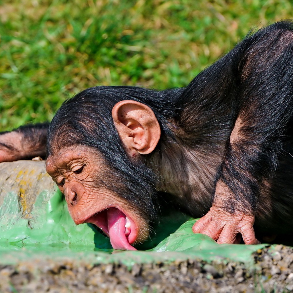 Пьющая обезьяна