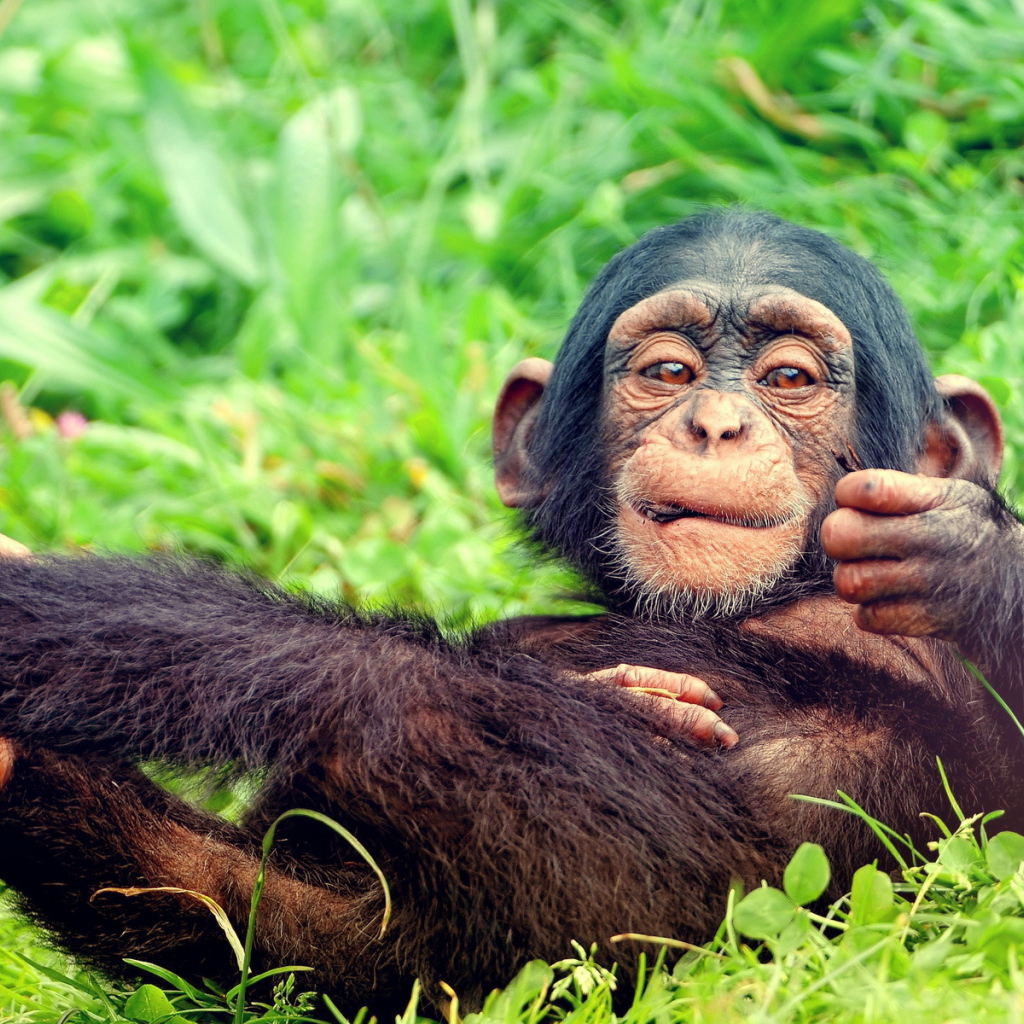 Мартышка на траве