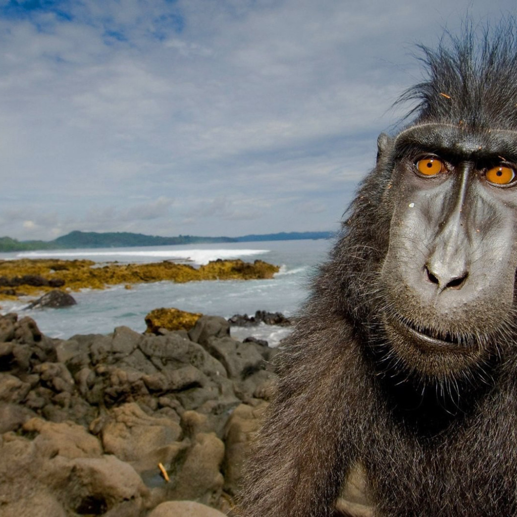 Обезьяна на побережье