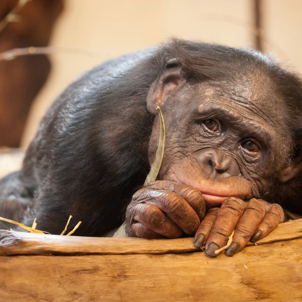 Грустная обезьяна