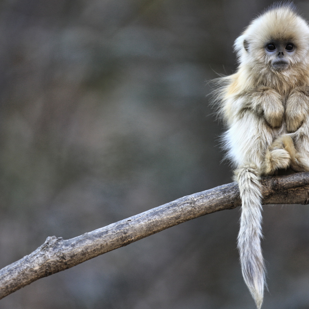 Маленькая обезьянка
