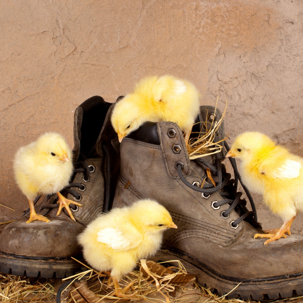 Цыплята в ботинках