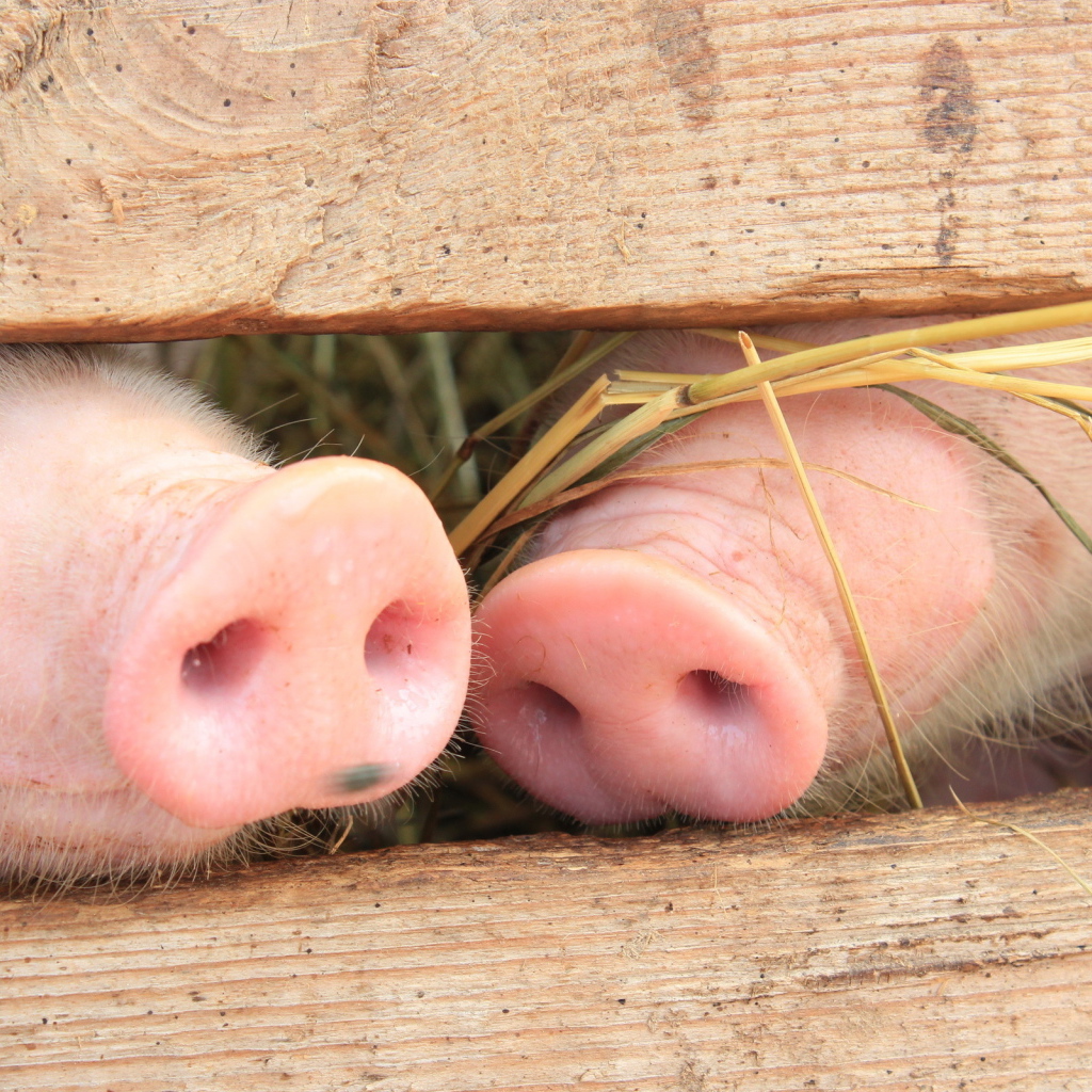 Поросячьи пяточки