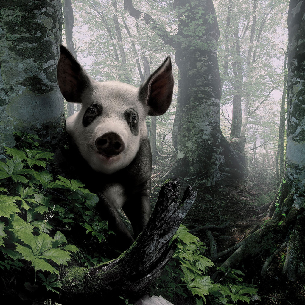 Свинья в лесу