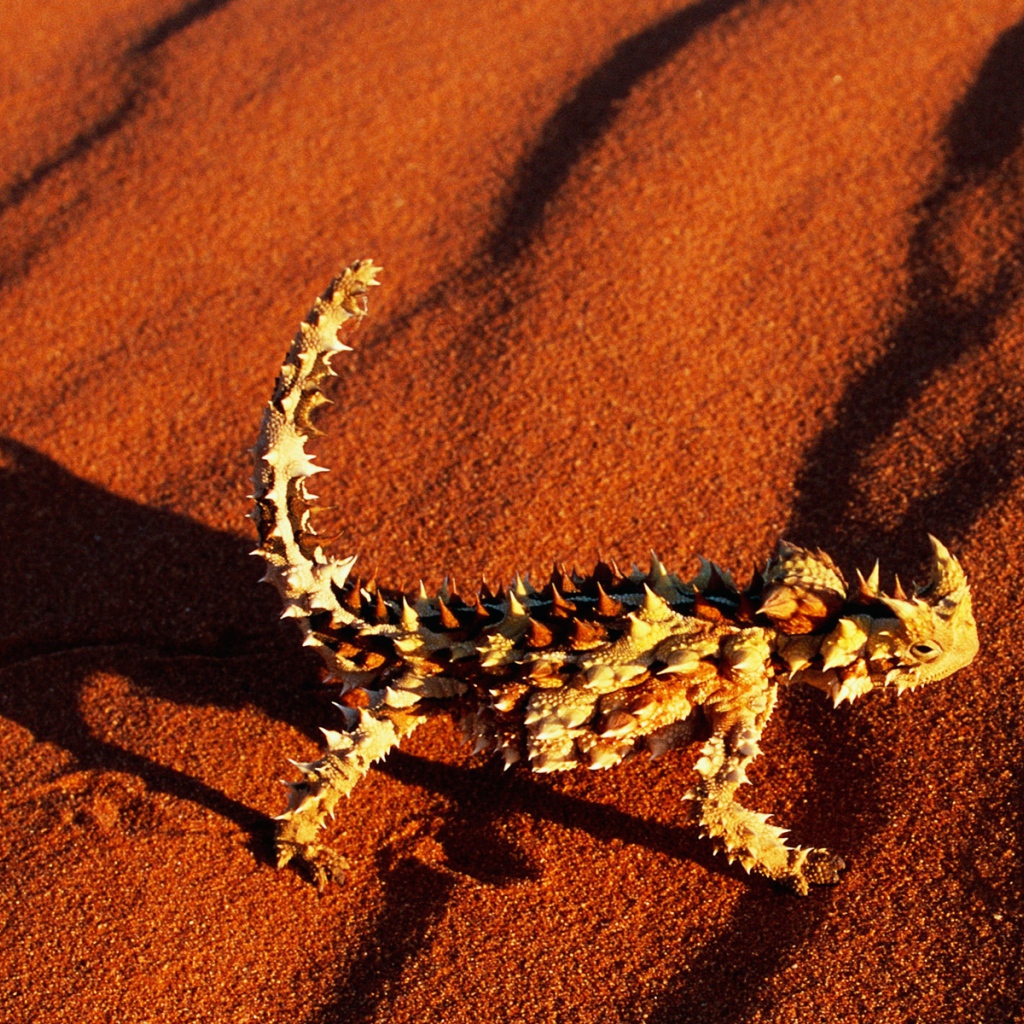 Колючая ящерица