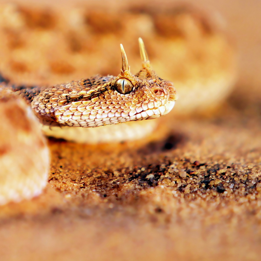 Песчаная рогатая змея