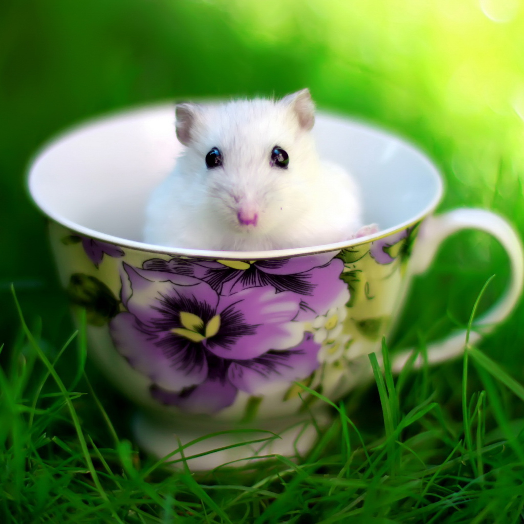 Мышка в чашке