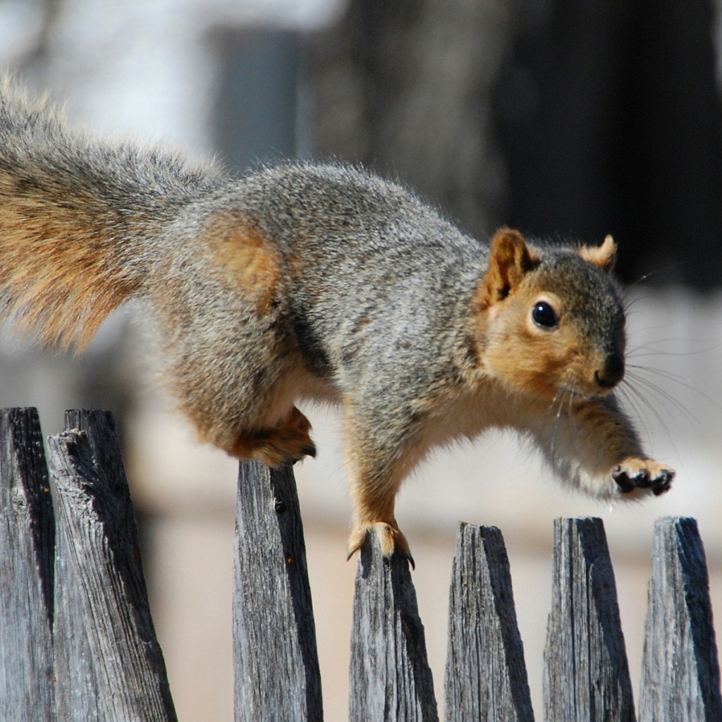 Белка на заборе