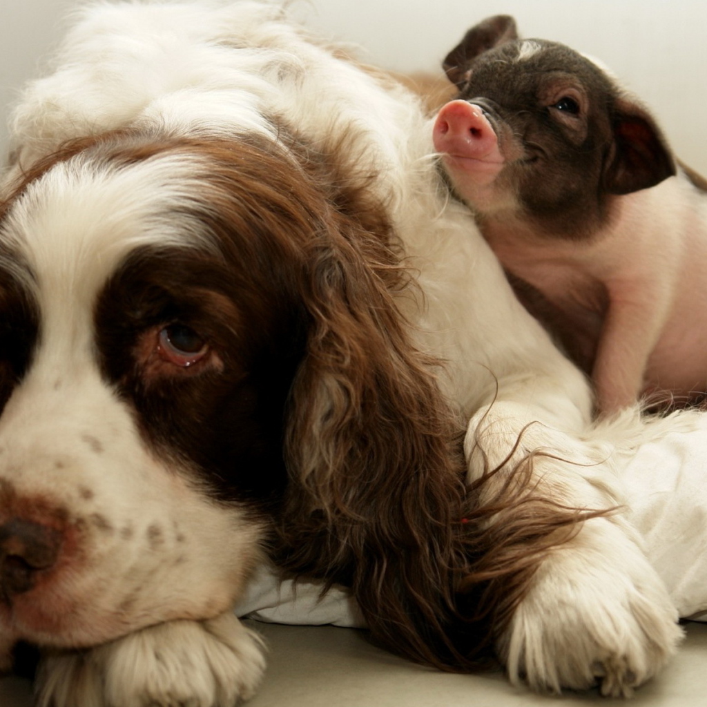 Собака и поросенок