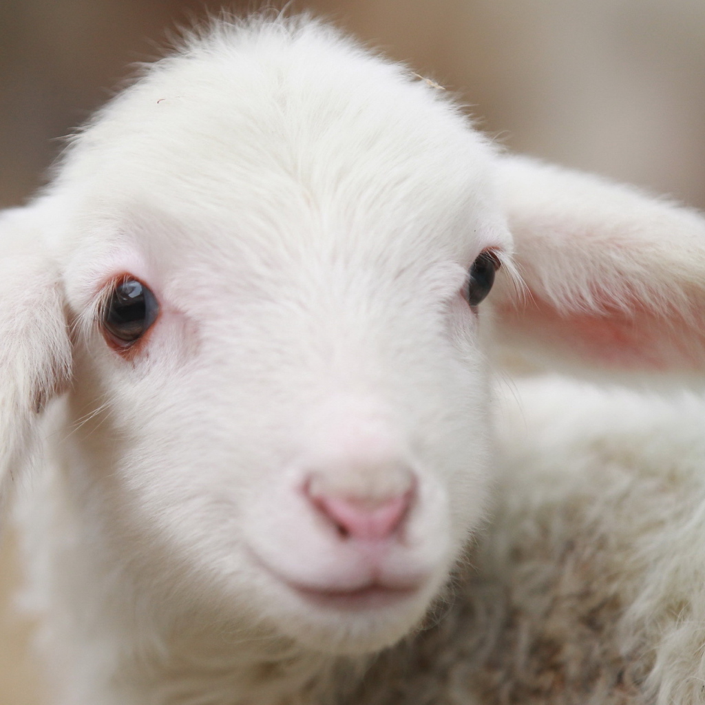 Молодая овечка