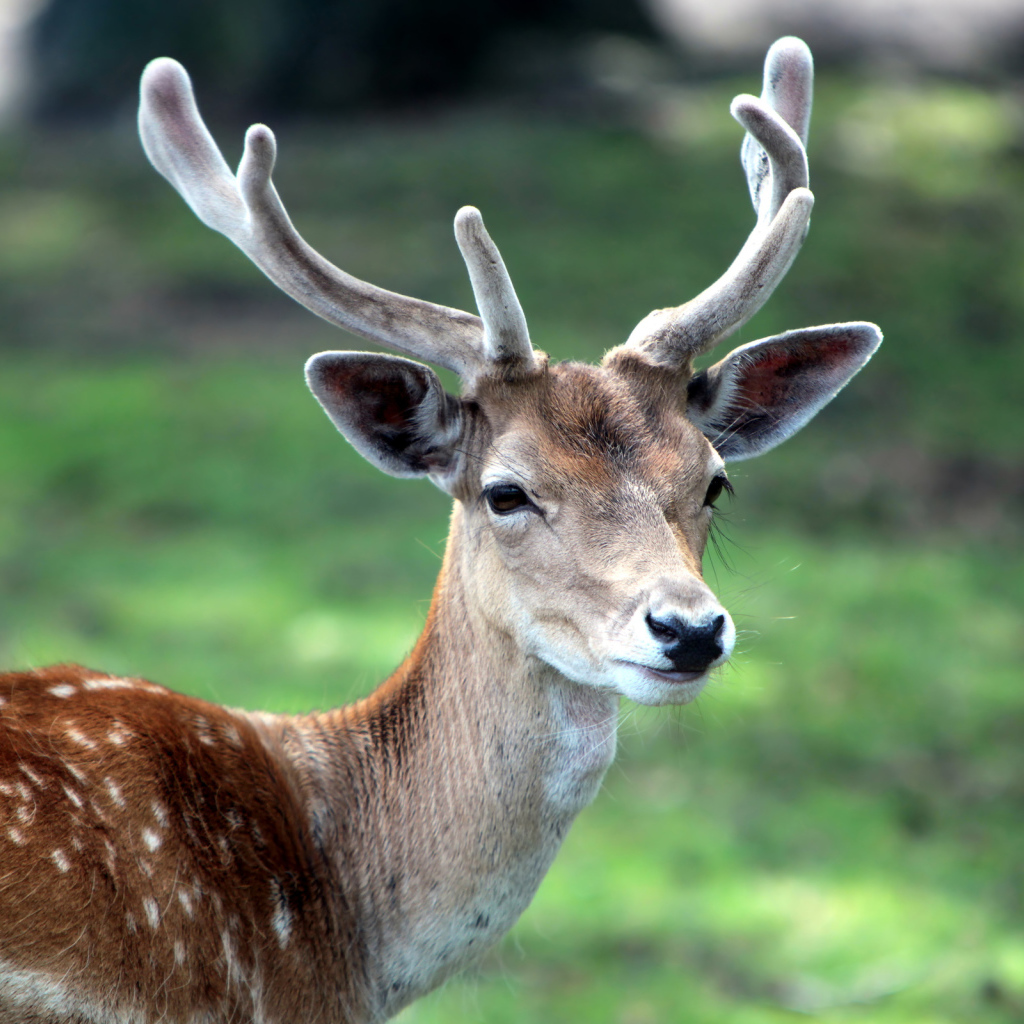 Рогатый олень