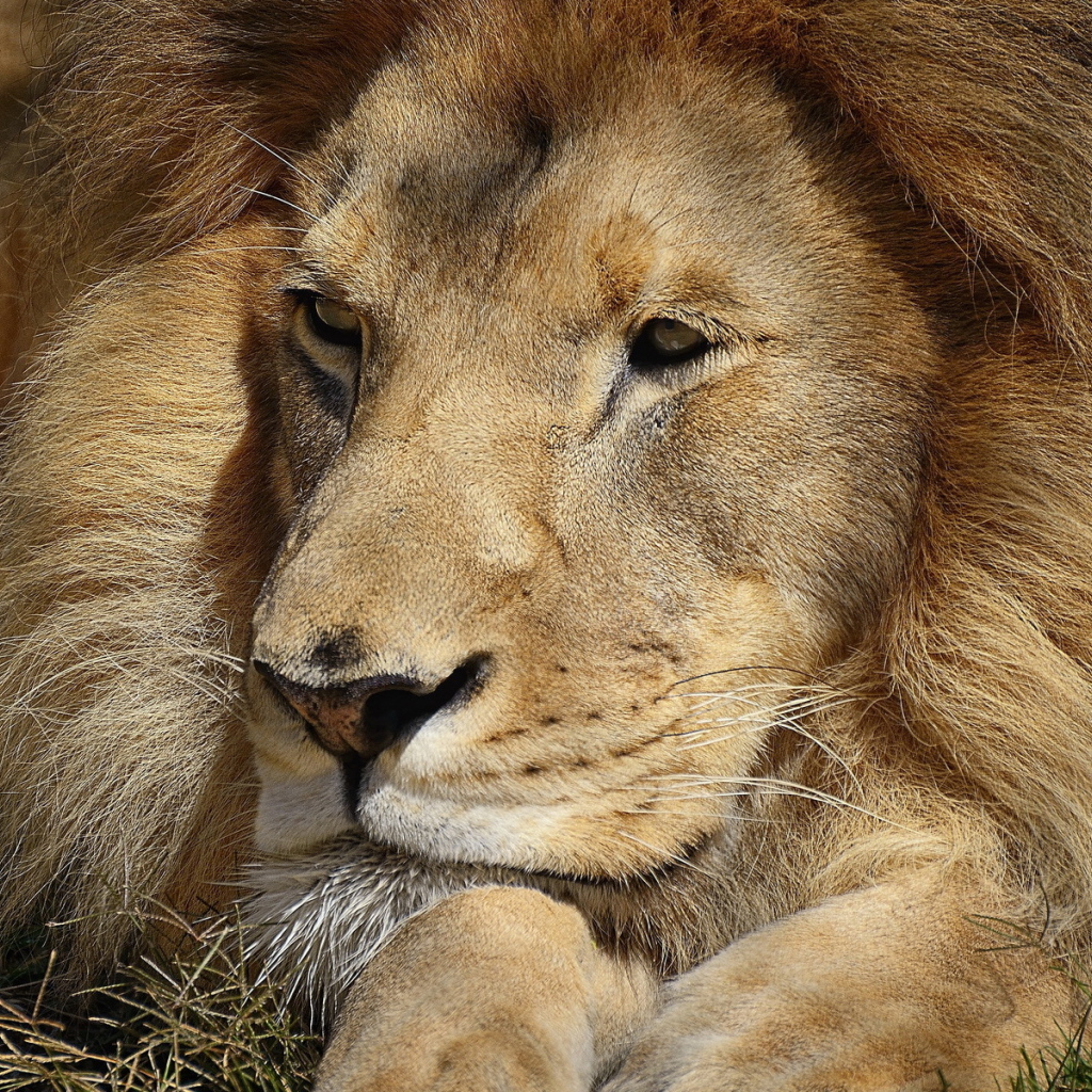 Царь зверей