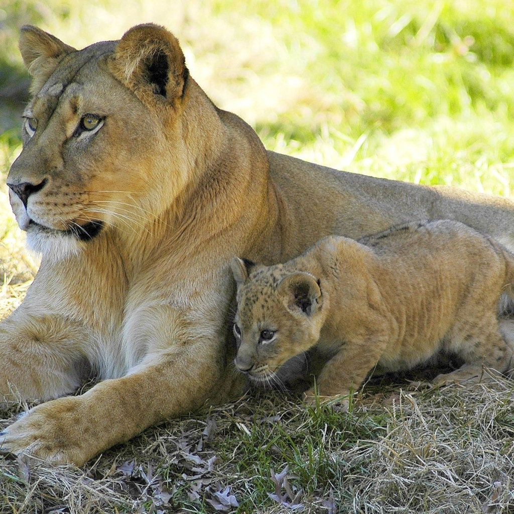 Львица и малыш