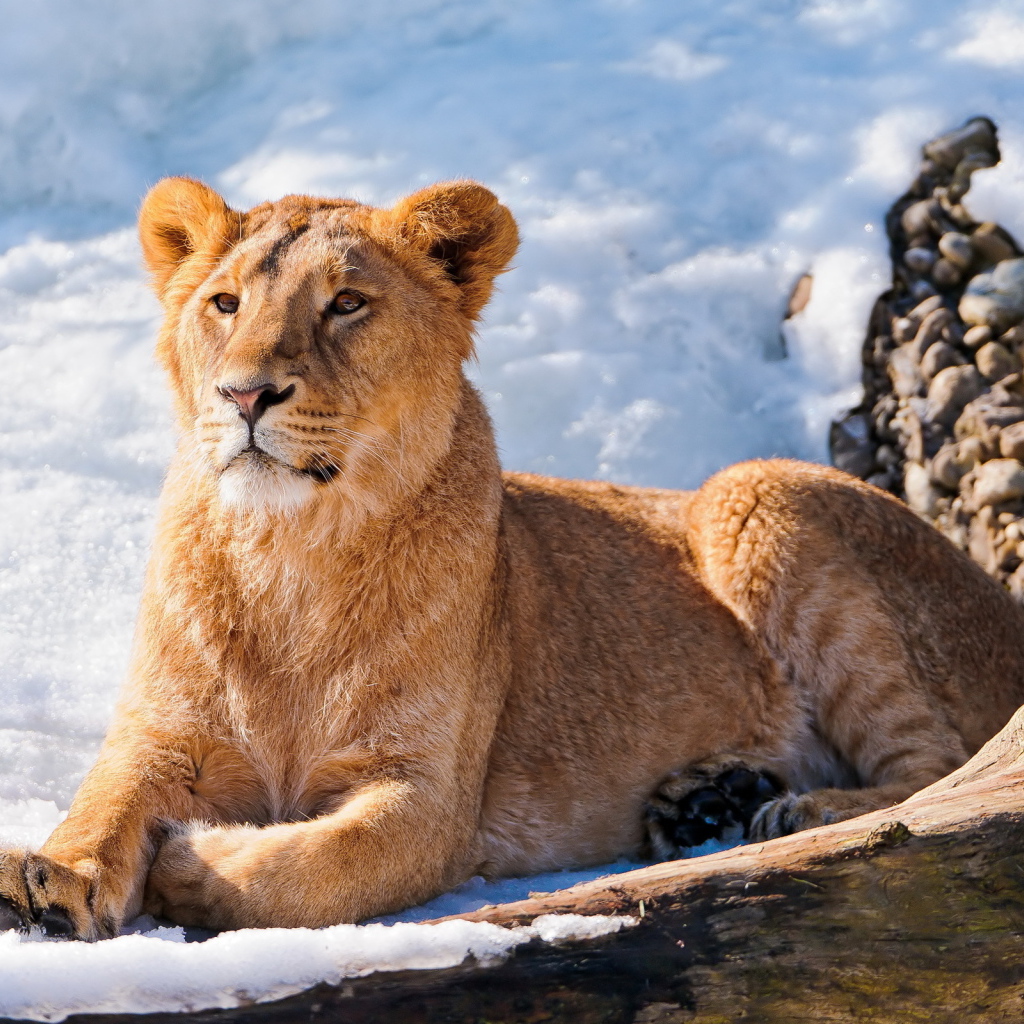 Львица на снегу