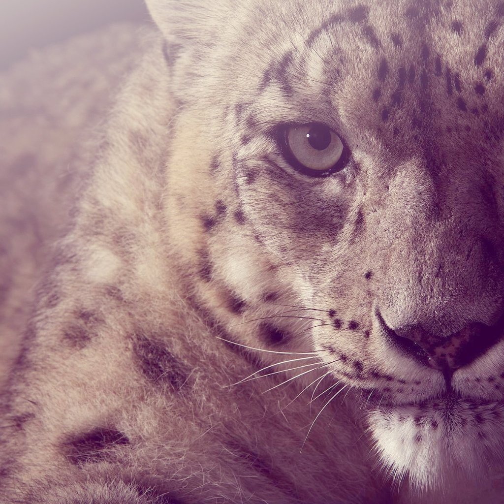 Взгляд снежного барса