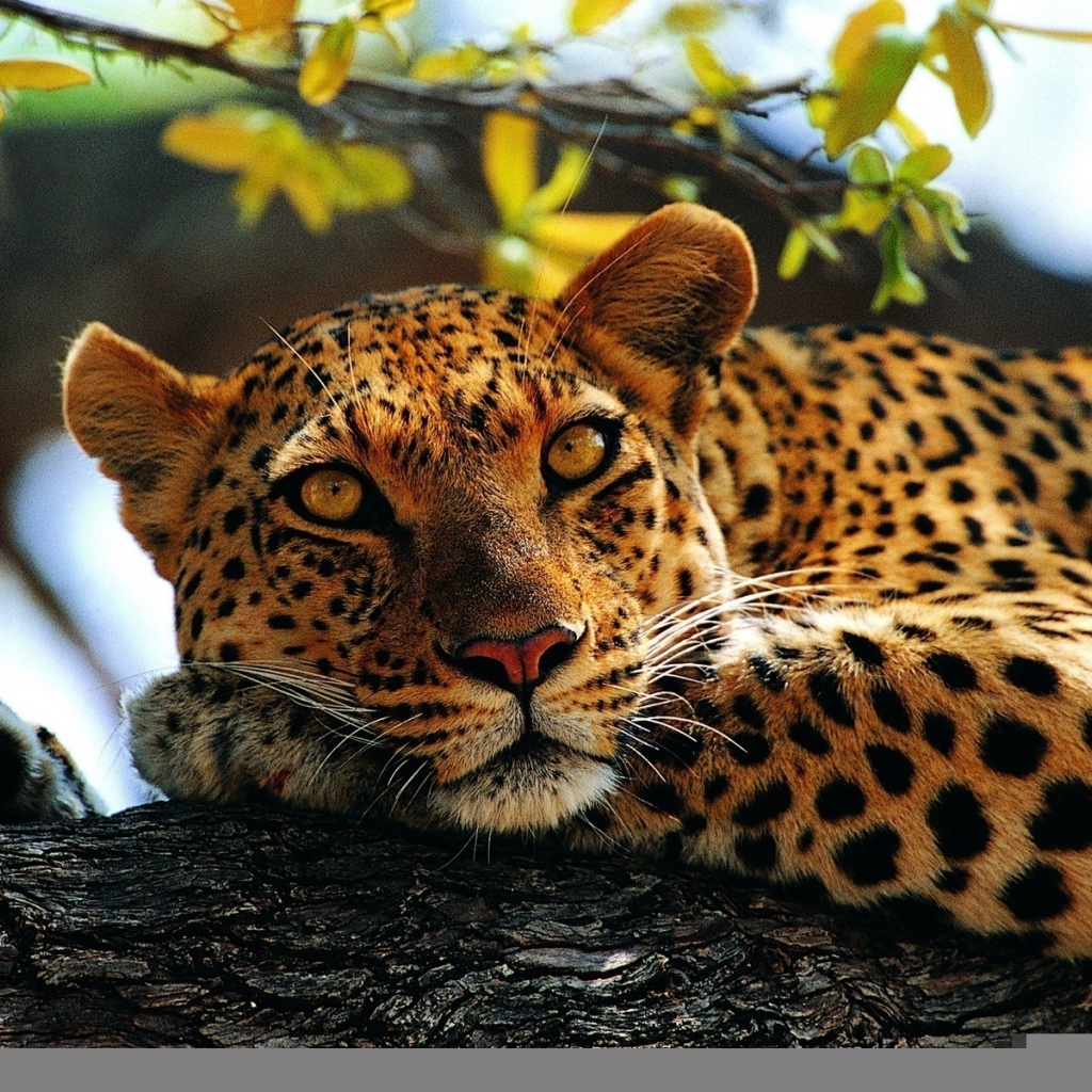 Милый леопард