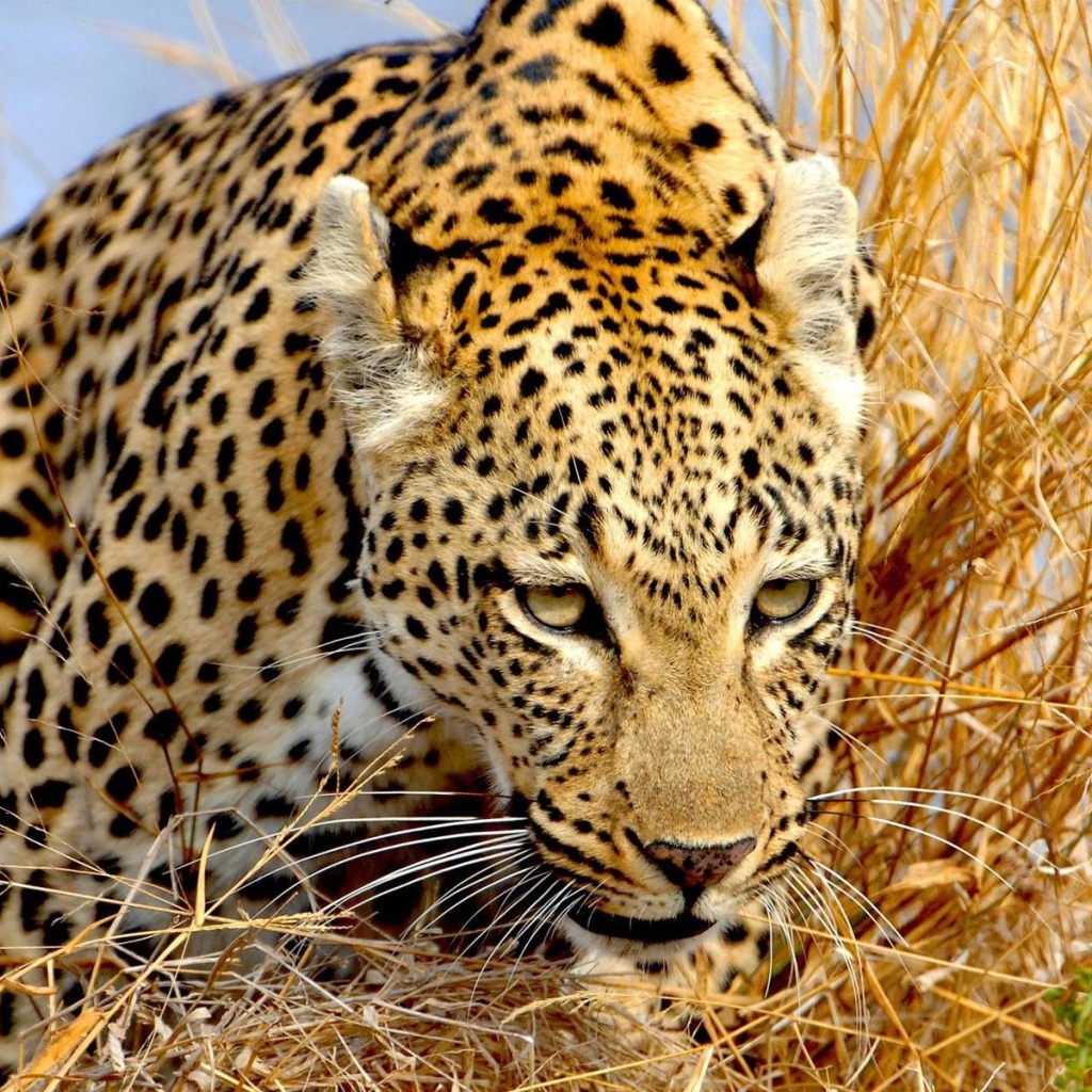 Крадущийся леопард