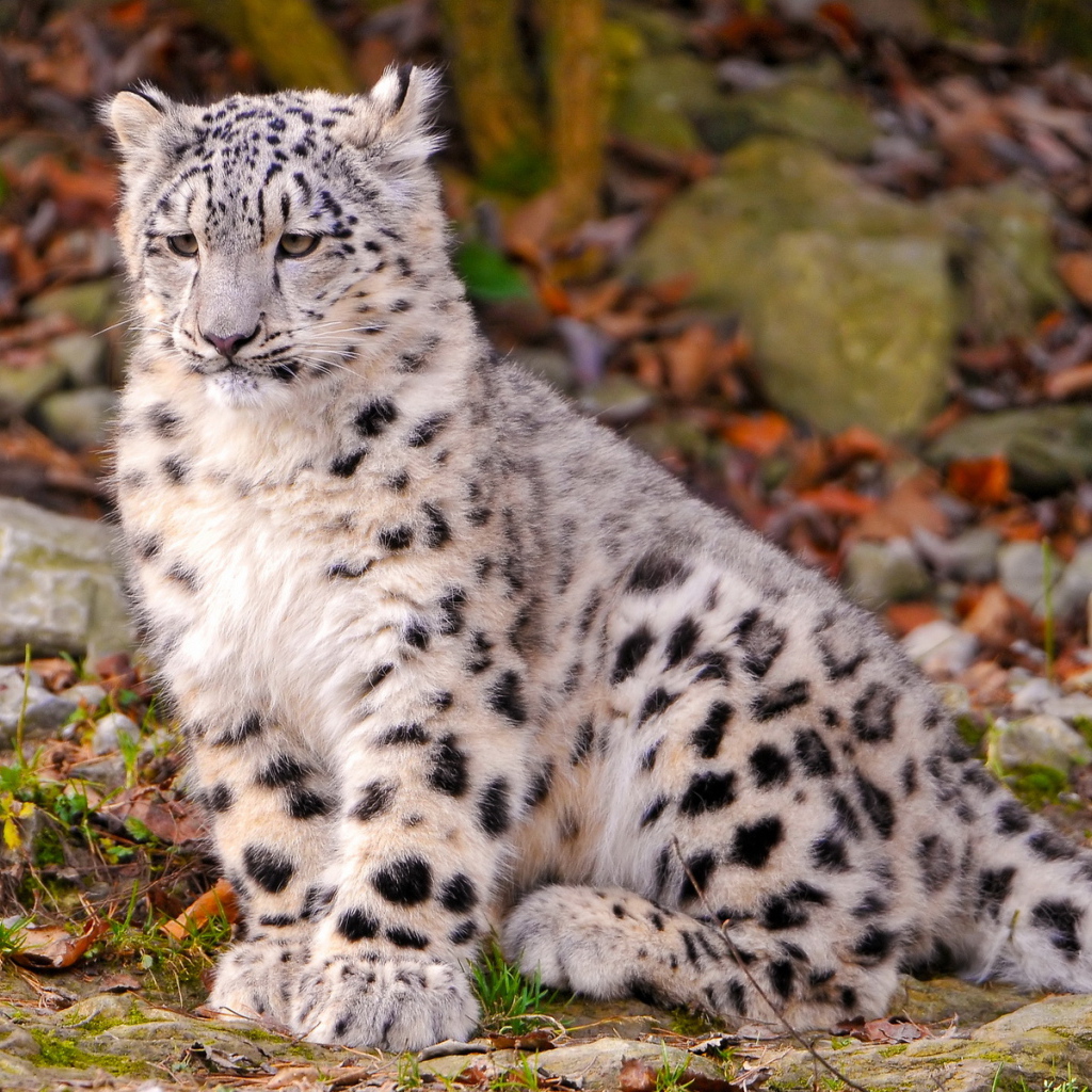 Котенок снежного барса