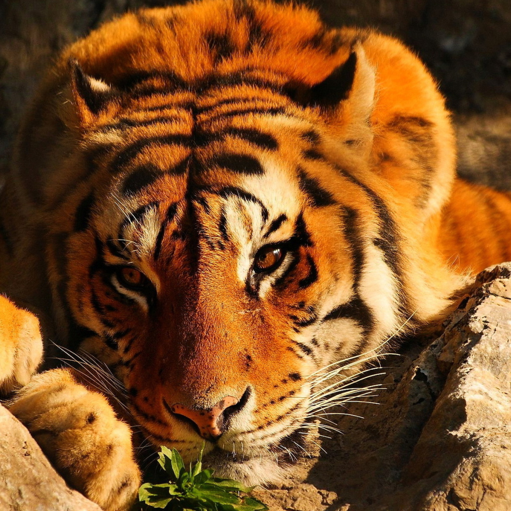 Тигр среди камней