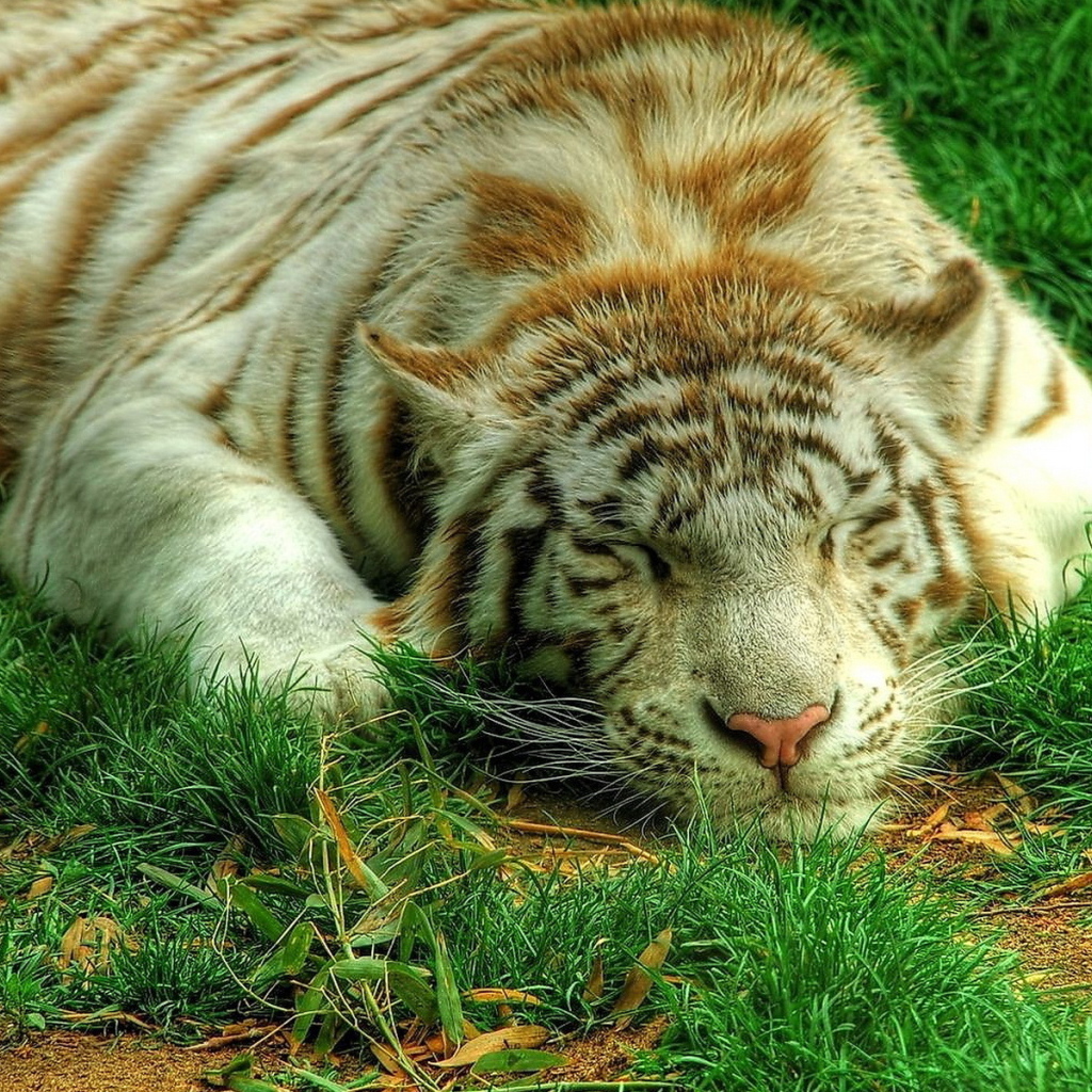 Белый тигр на траве