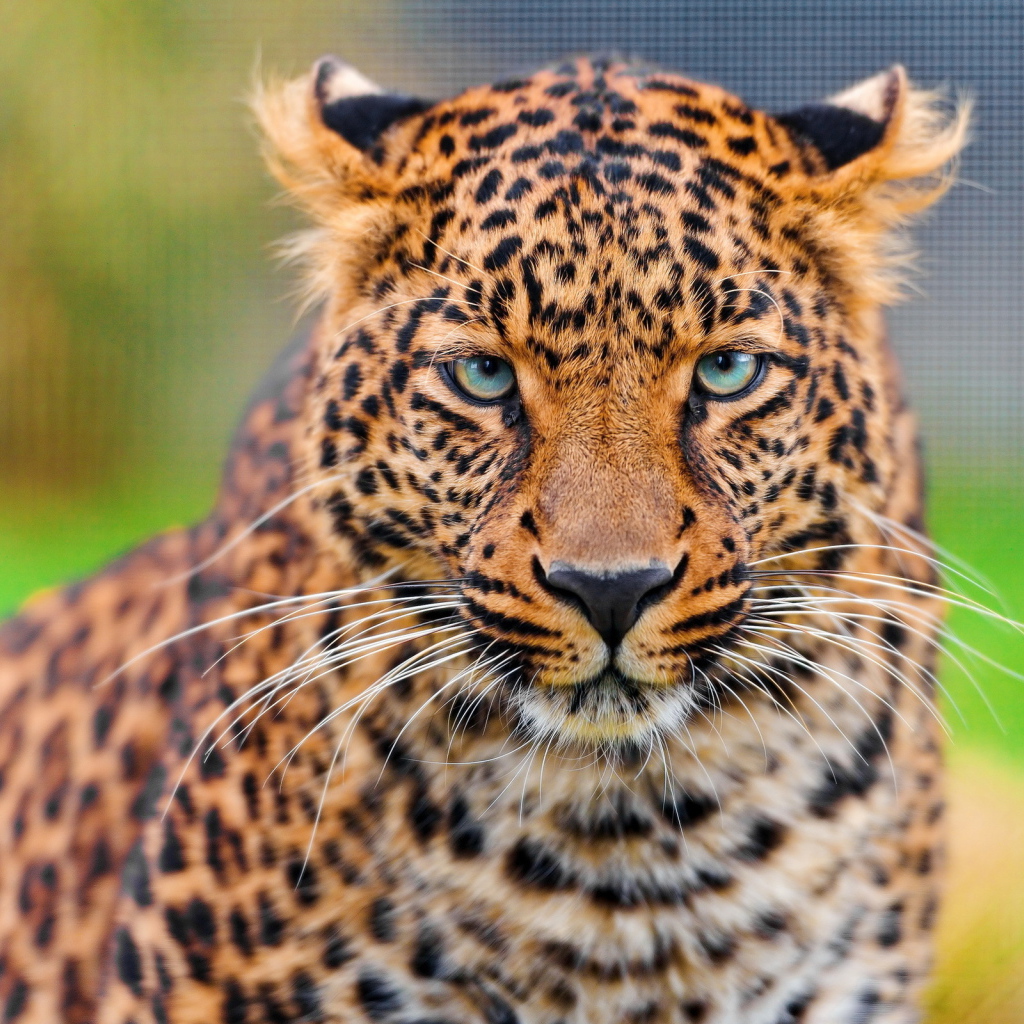 Дикая кошка