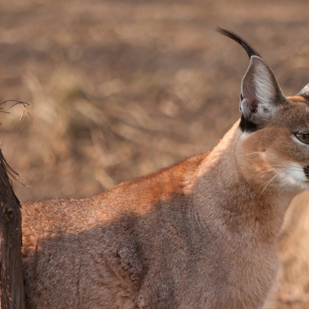 Дикая кошка