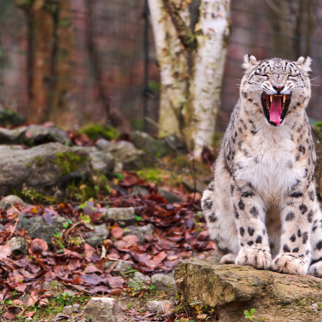 Свирепый ирбис