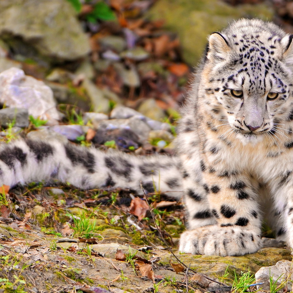 Снежный барс