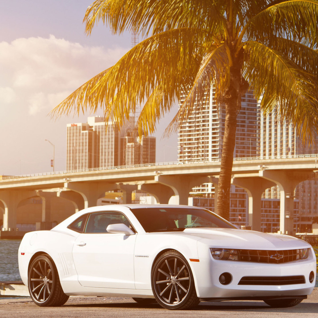 Chevrolet Camaro под пальмой