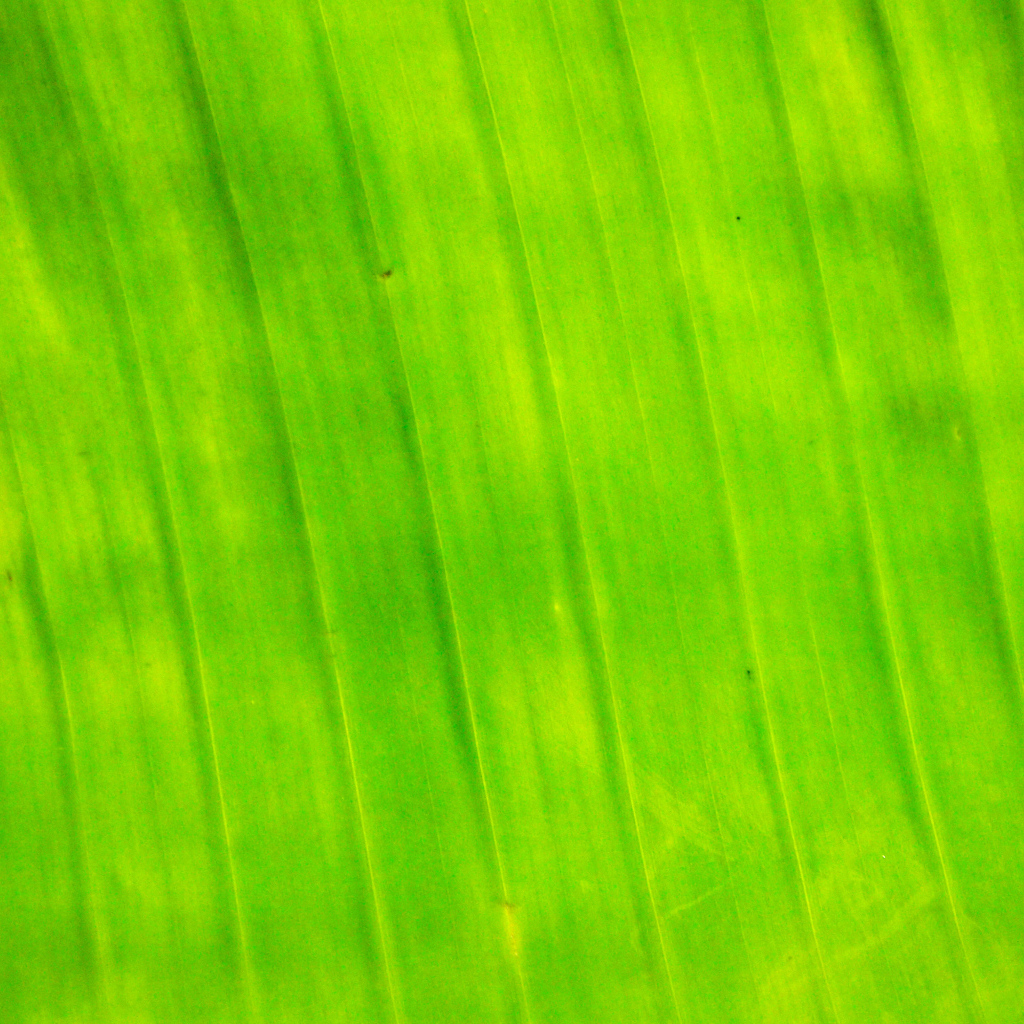 Банановый лист