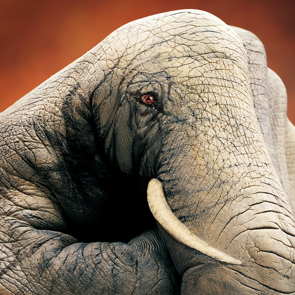 Слон ручной