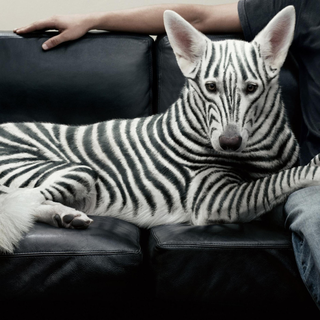 Полосатая собака