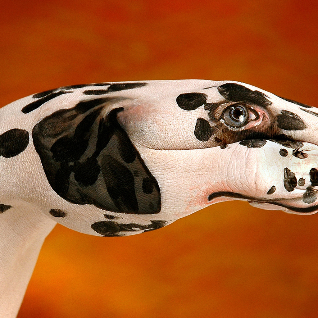 Далматинец