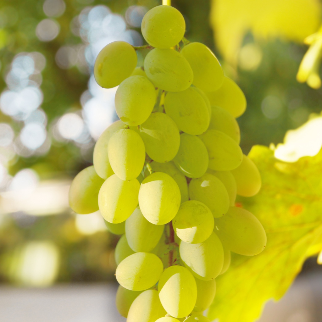 Белый виноград