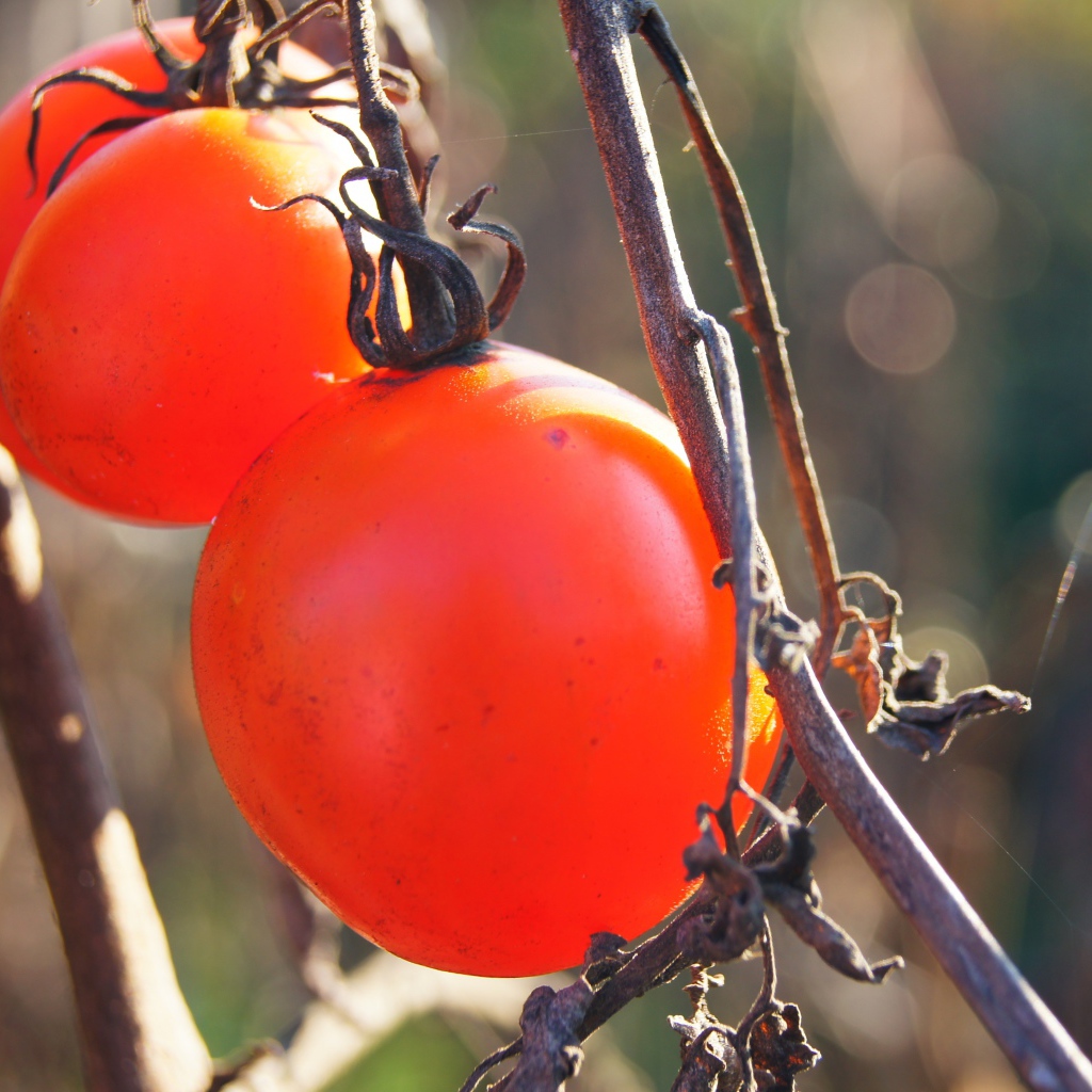Куст с помидорами