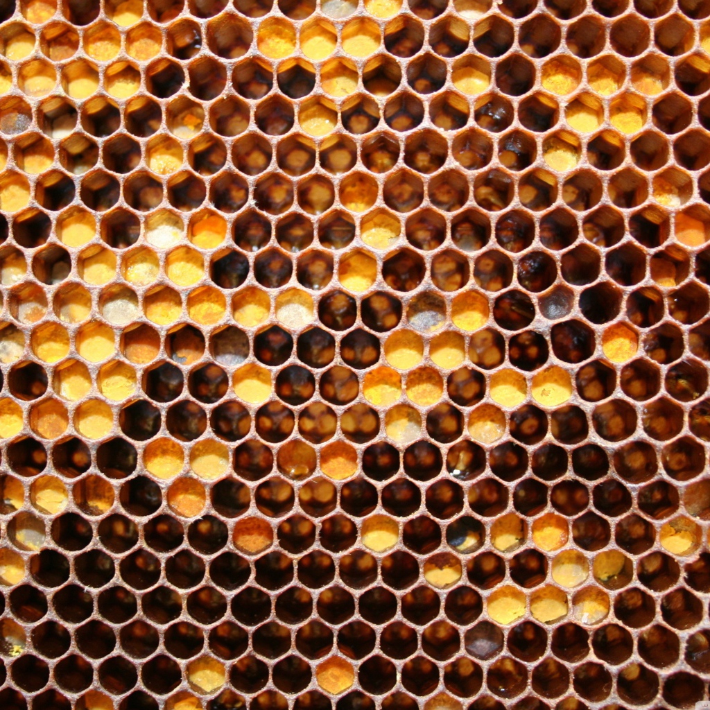 Медовые соты